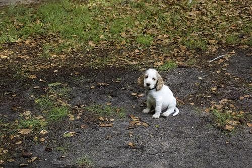 Cocker Spaniel