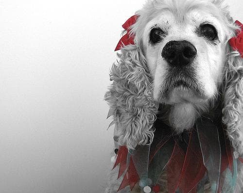 spaniel