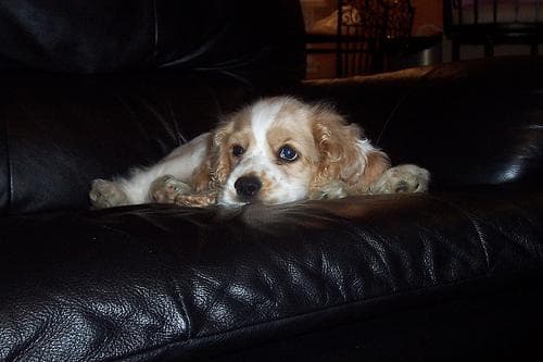 Cocker Spaniel
