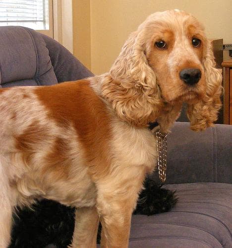 spaniel