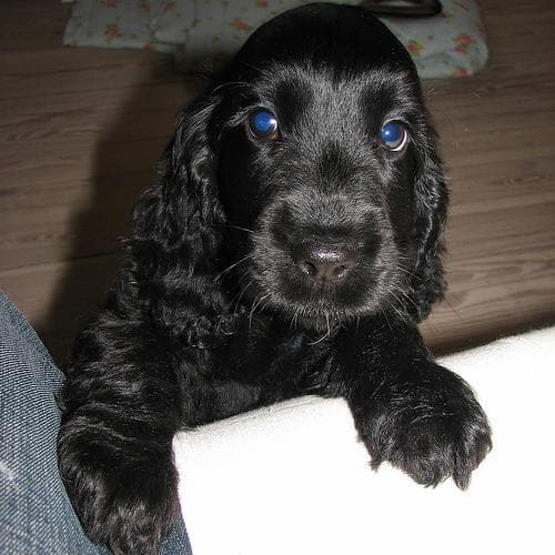 Cocker Spaniel