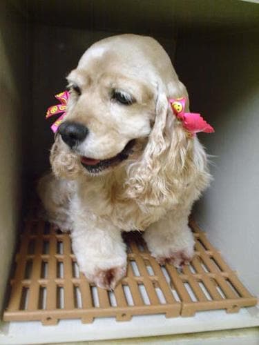 Cocker Spaniel