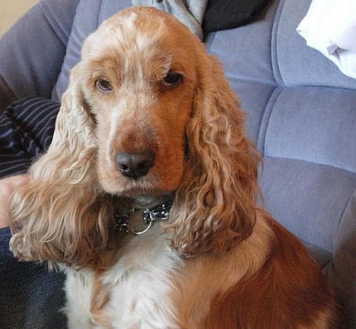 Cocker Spaniel