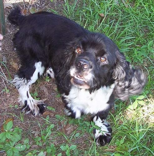 Cocker Spaniel