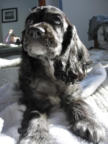 Cocker Spaniel