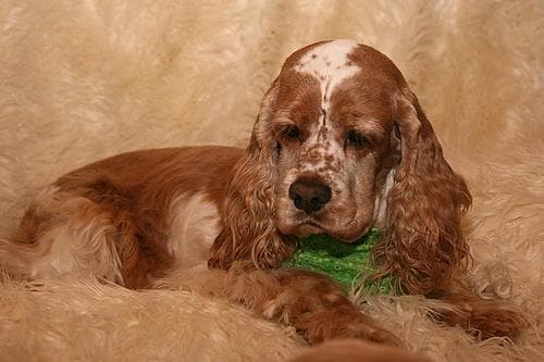 Cocker Spaniel