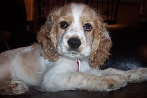 Cocker Spaniel