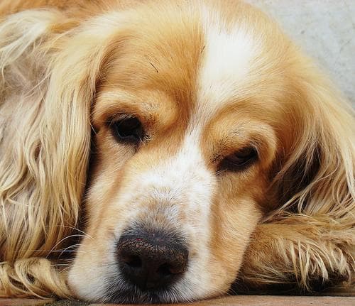 Cocker Spaniel