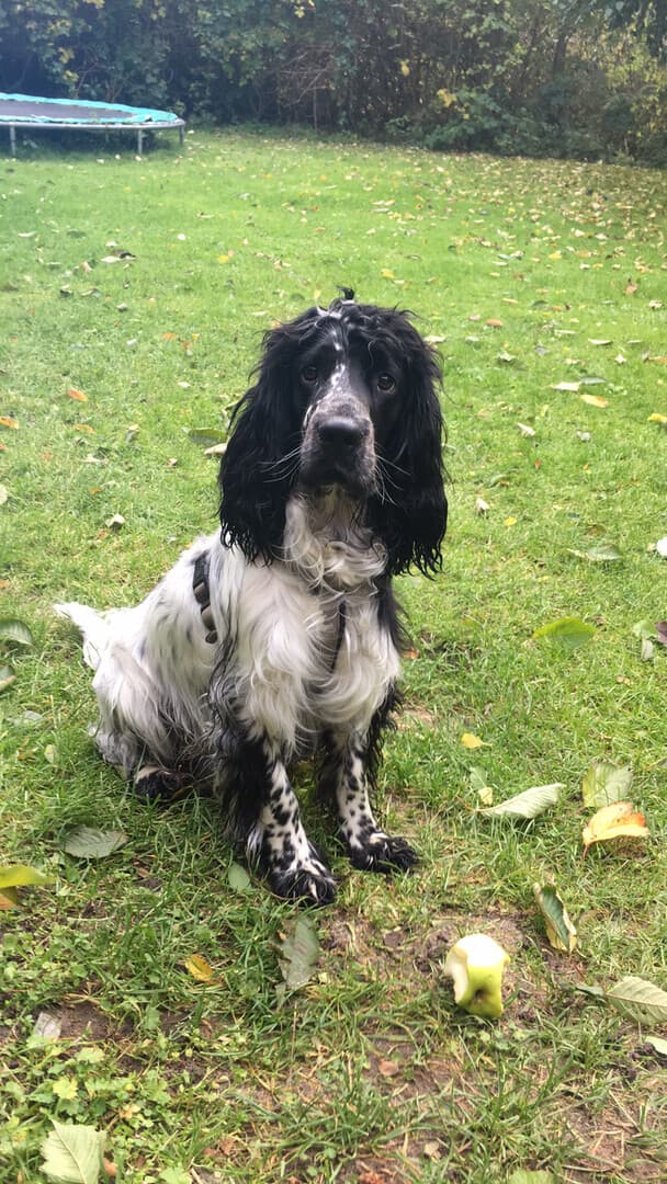 spaniel