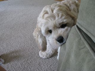 Cocker Spaniel