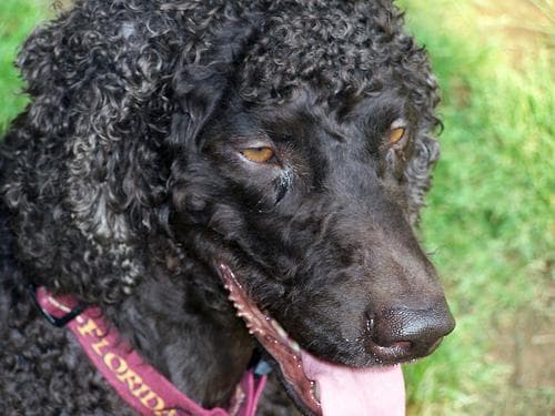 Irish Spaniel