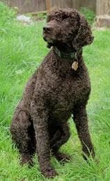 Irish Spaniel