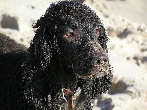 Irish Spaniel