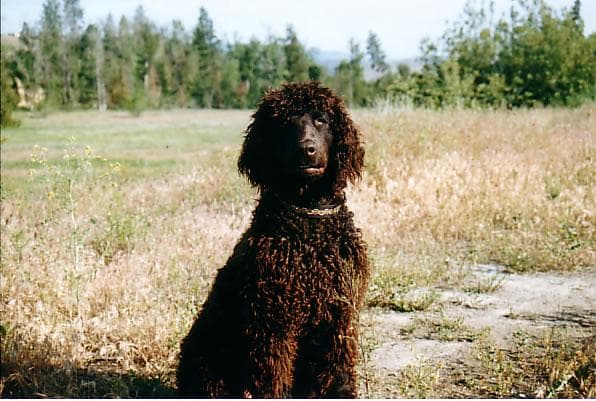 Irish Spaniel
