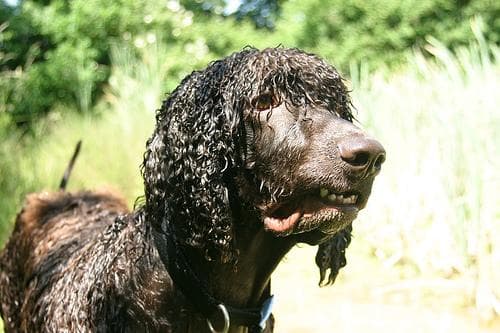 Irish Spaniel