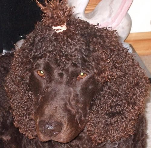 Irish Spaniel