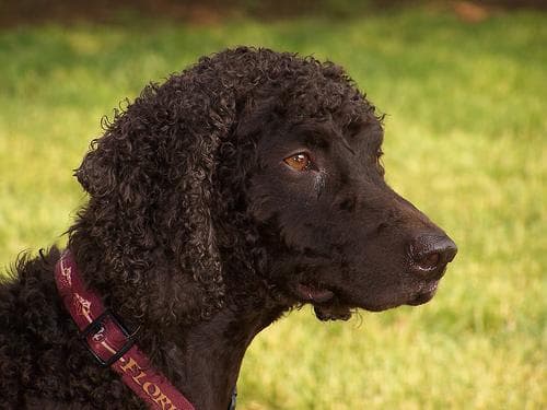 Irish Spaniel