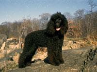 Irish Spaniel