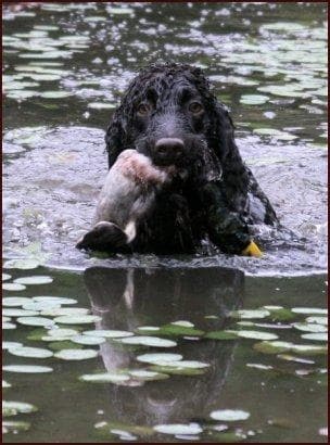 spaniel