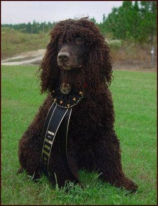 Irish Spaniel