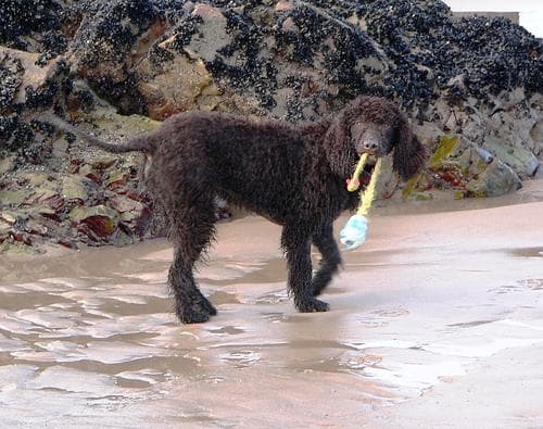 Irish Spaniel