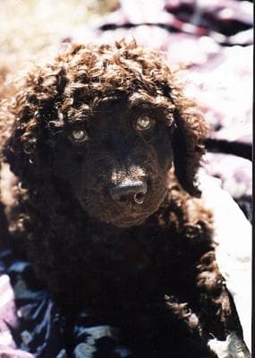 Irish Spaniel