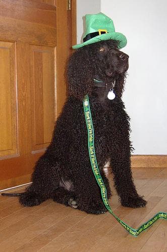 Irish Spaniel