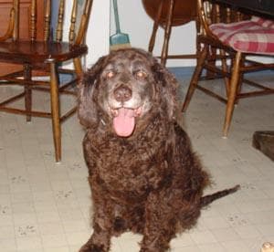 spaniel