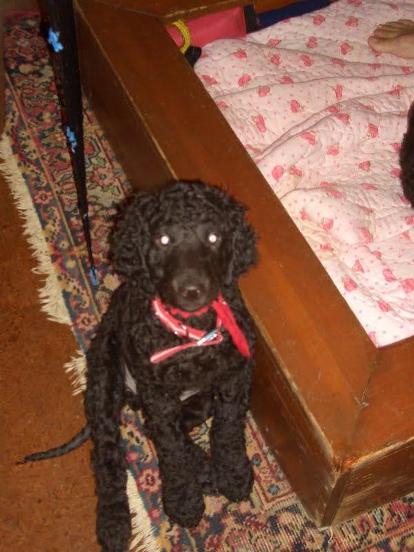 Irish Spaniel