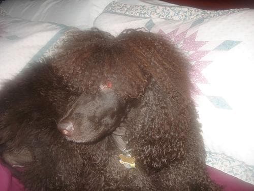 spaniel
