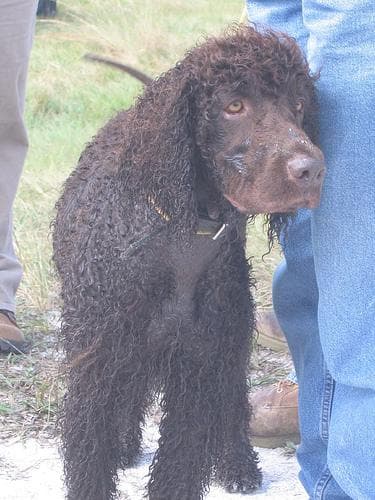 Irish Spaniel
