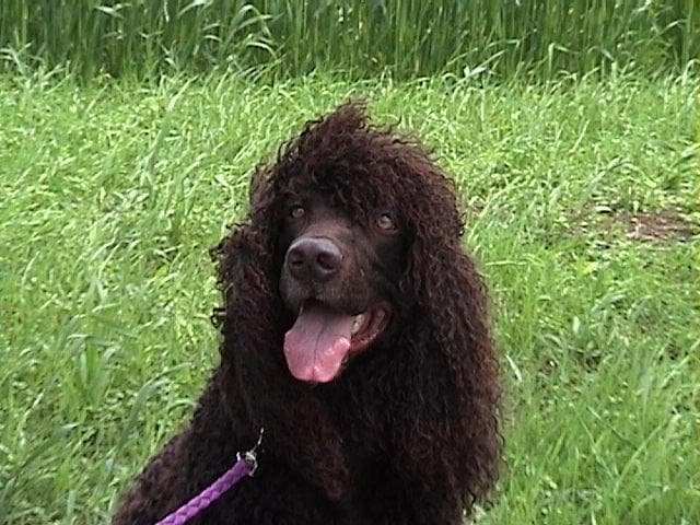 Irish Spaniel