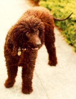 spaniel