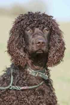 Irish Spaniel