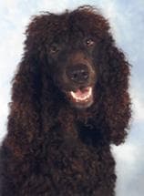 Irish Spaniel