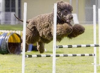 Irish Spaniel