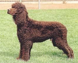 Irish Spaniel