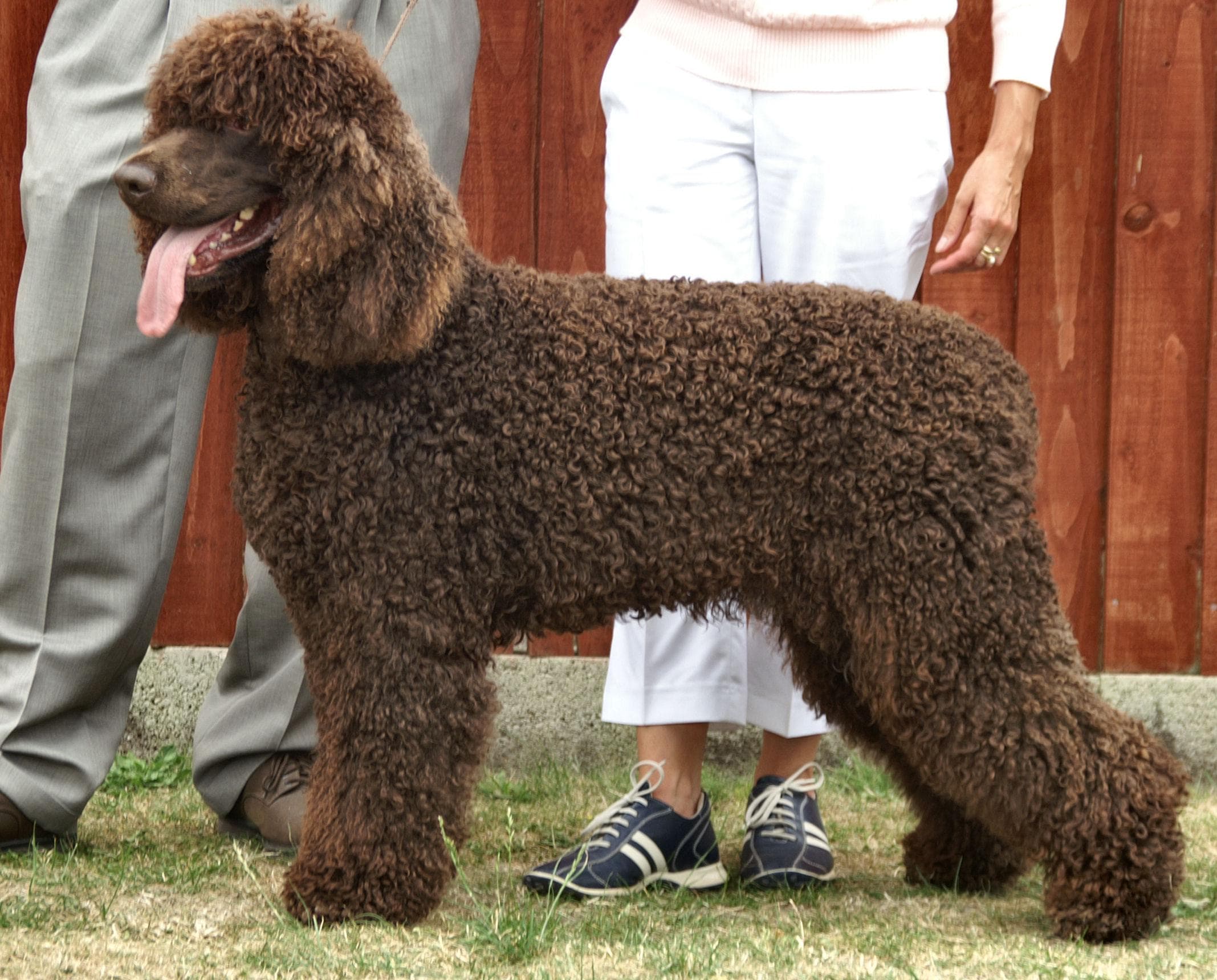 Irish Spaniel