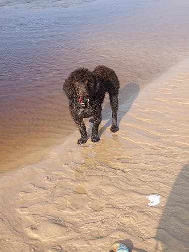 Irish Spaniel