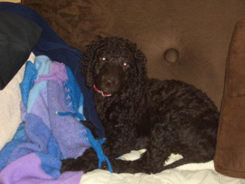 Irish Spaniel