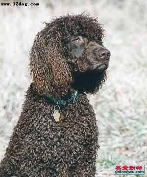 Irish Spaniel