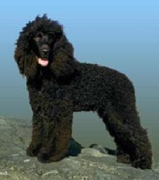 Irish Spaniel