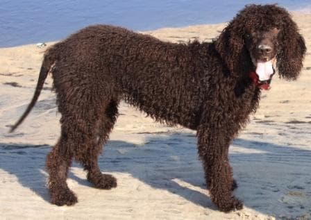 Irish Spaniel