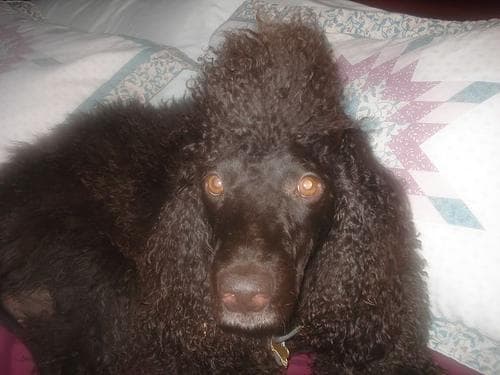 Irish Spaniel