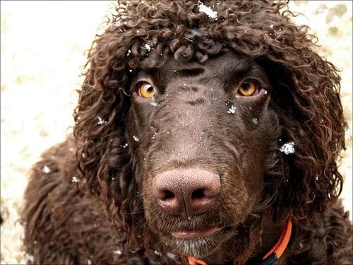 Irish Spaniel