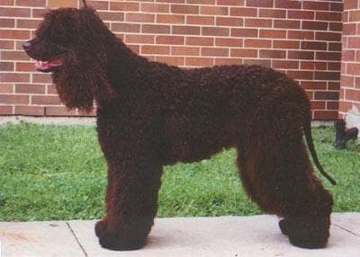 Irish Spaniel