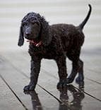 Irish Spaniel