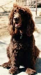Irish Spaniel
