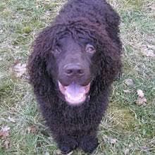 Irish Spaniel
