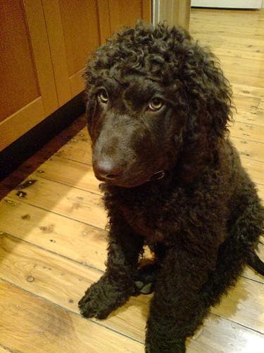 Irish Spaniel